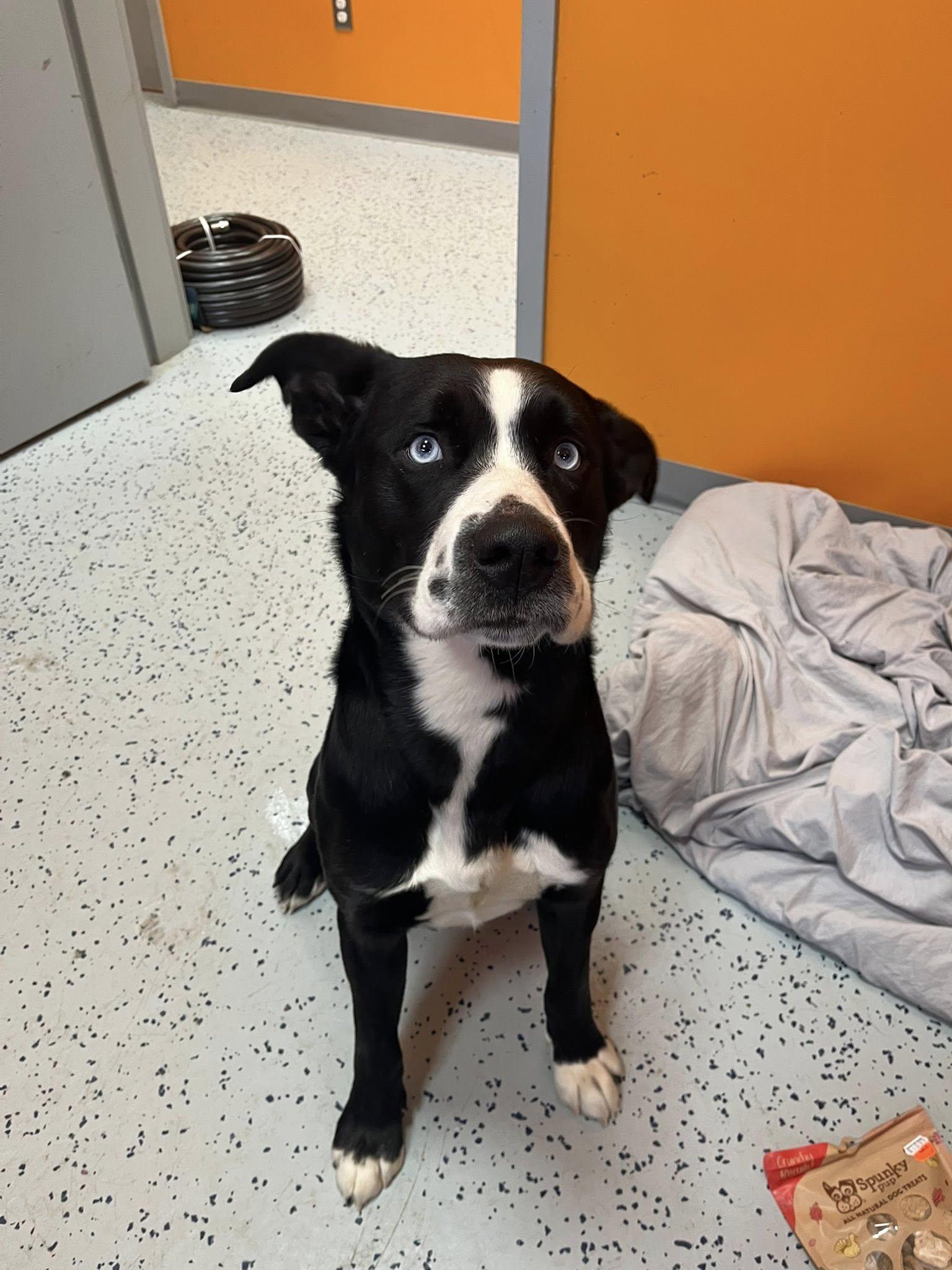 Koda , a ADOPTABLE mixed breed in Lincoln Park, MI image 4/5