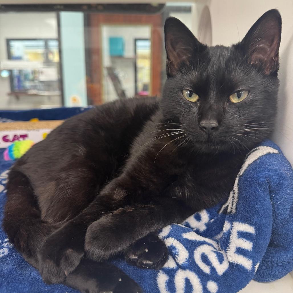 Enlarge Sylvester, a Adoptable Domestic Short Hair in West Palm Beach, FL image 1/3