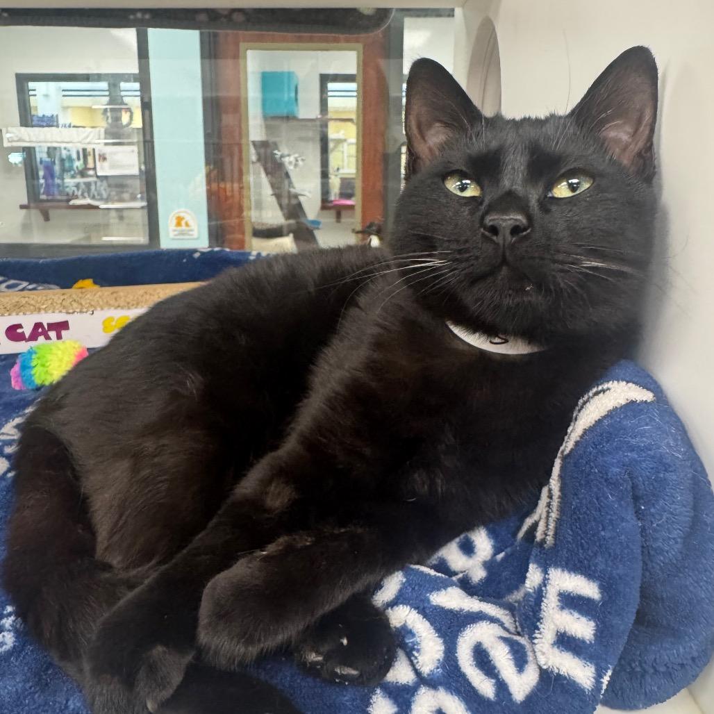 Enlarge Sylvester, a Adoptable Domestic Short Hair in West Palm Beach, FL image 2/3
