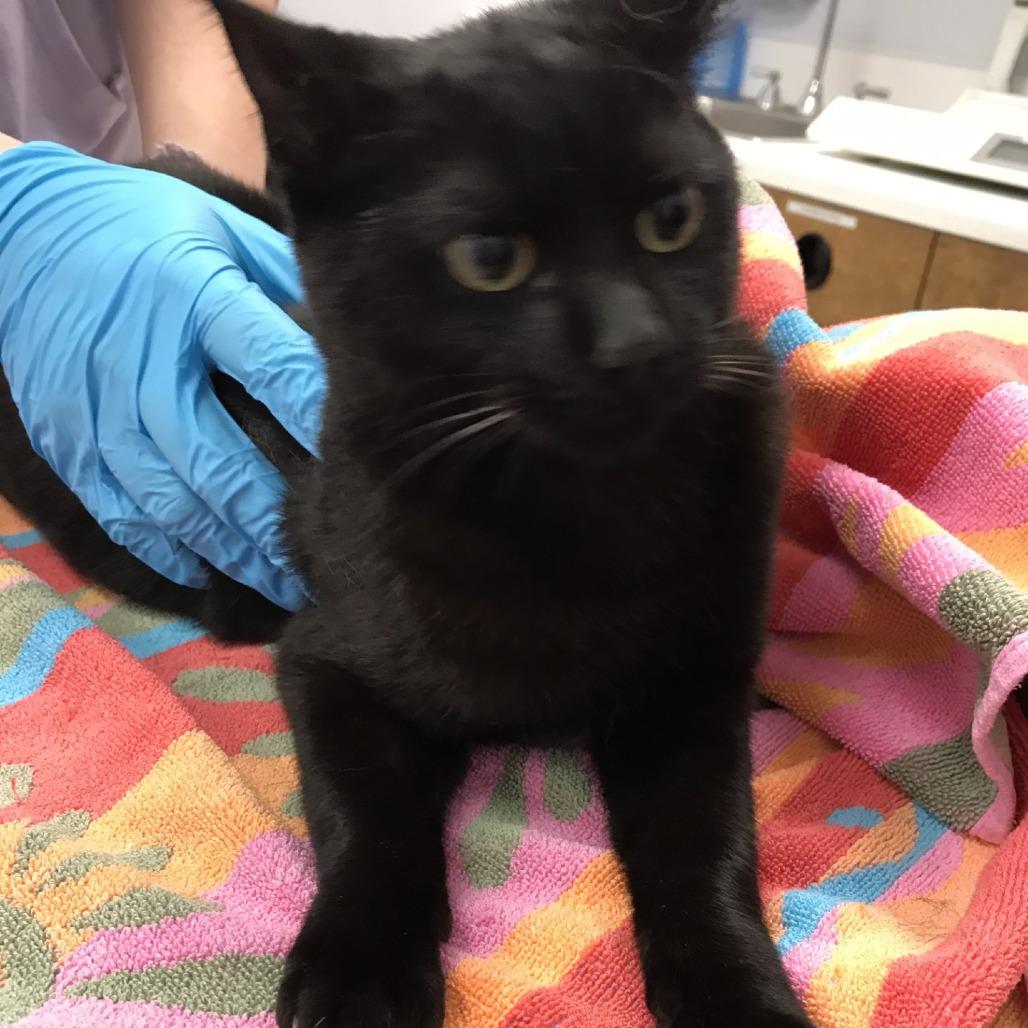 Enlarge Sylvester, a Adoptable Domestic Short Hair in West Palm Beach, FL image 3/3