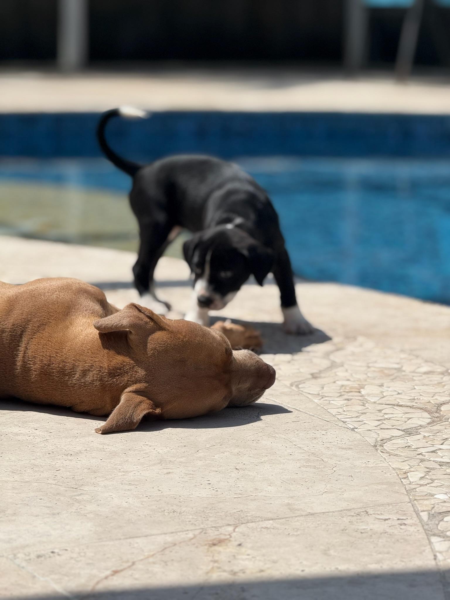 Enlarge Ruby, a Adoptable Pit Bull Terrier in west palm beach, FL image 2/6