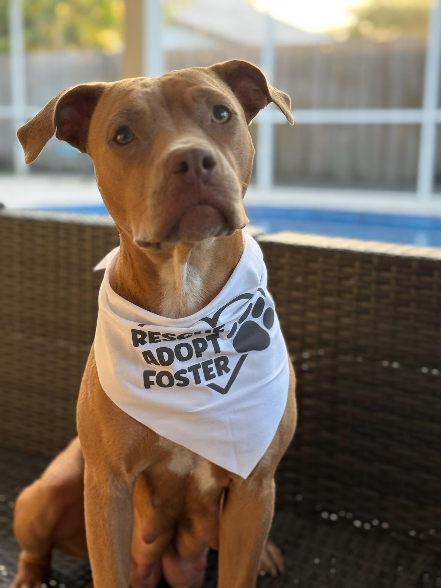 Enlarge Ruby, a Adoptable Pit Bull Terrier in west palm beach, FL image 4/6