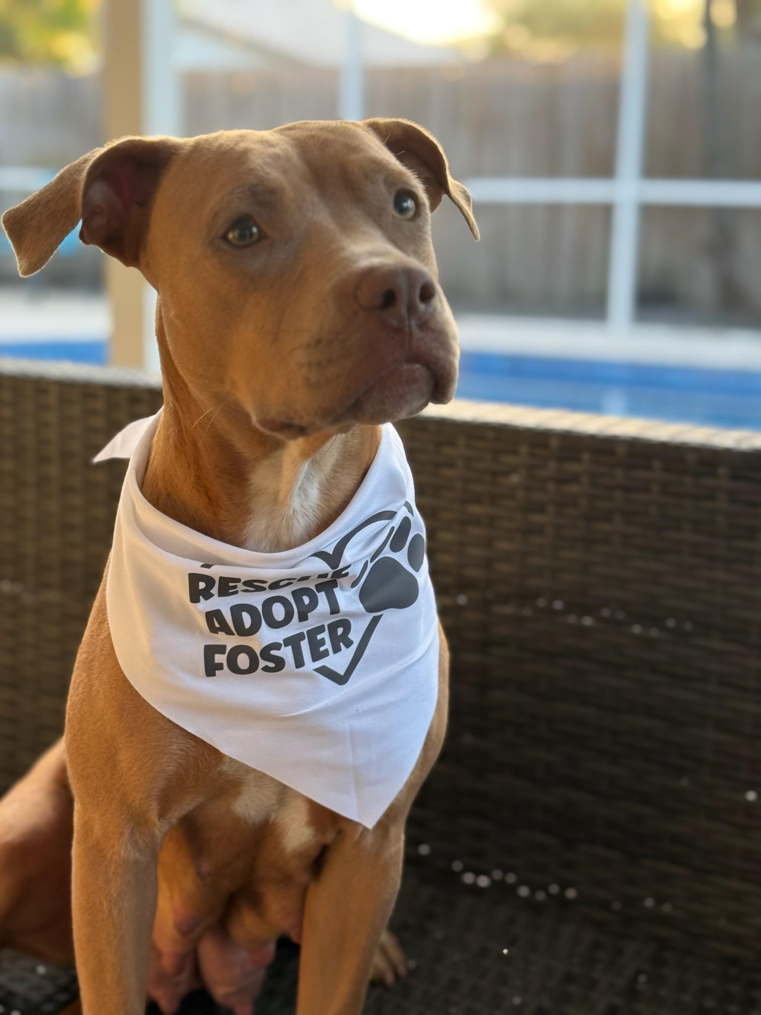Enlarge Ruby, a Adoptable Pit Bull Terrier in west palm beach, FL image 1/6