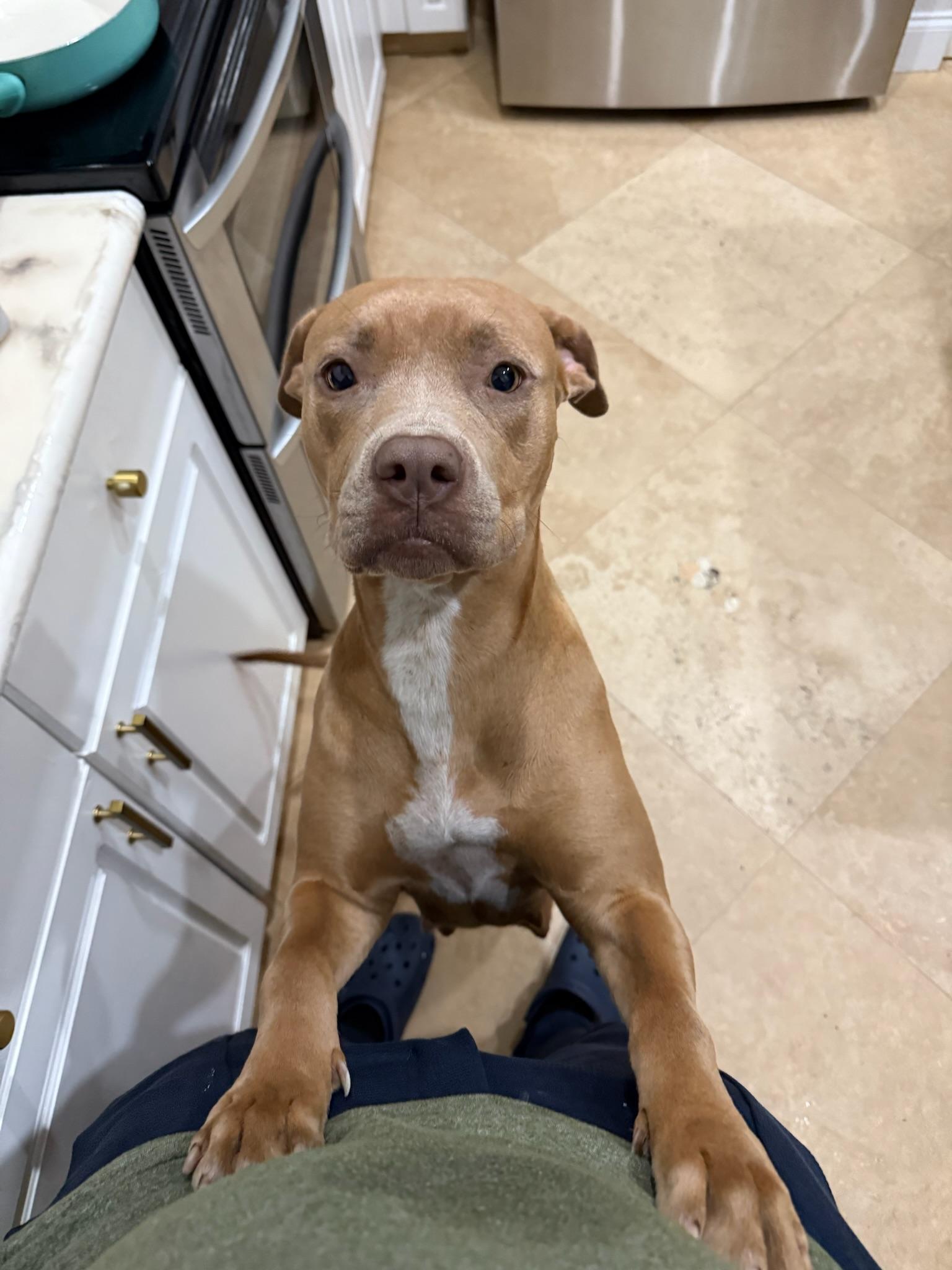 Enlarge Ruby, a Adoptable Pit Bull Terrier in west palm beach, FL image 5/6