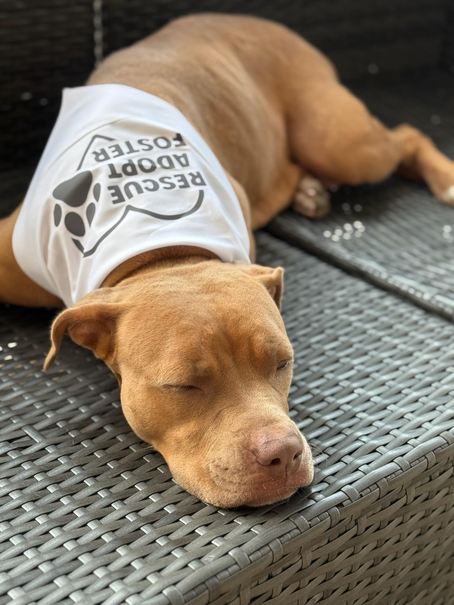 Enlarge Ruby, a Adoptable Pit Bull Terrier in west palm beach, FL image 6/6