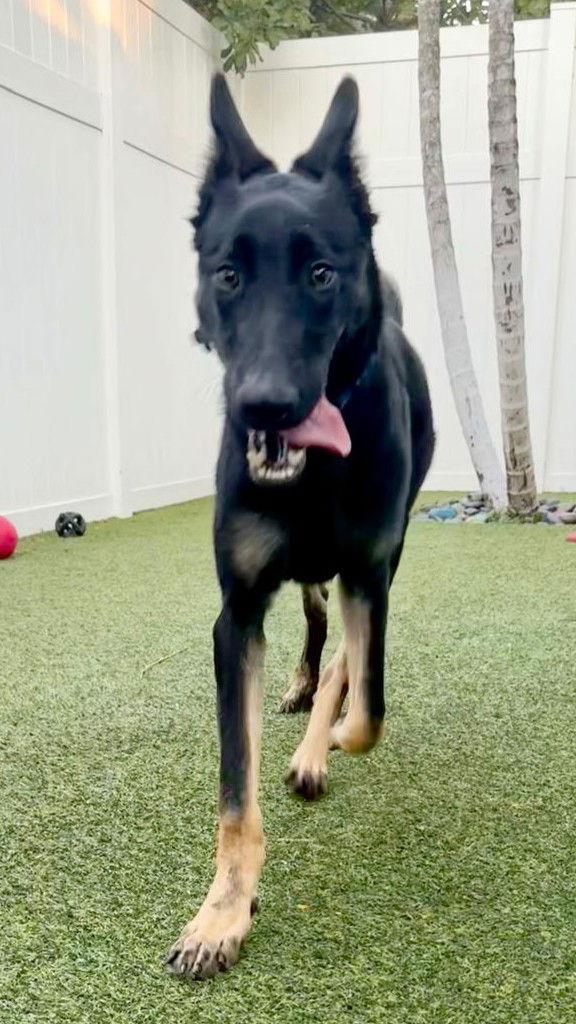 Henry, Adopted, Young Male Shepherd.