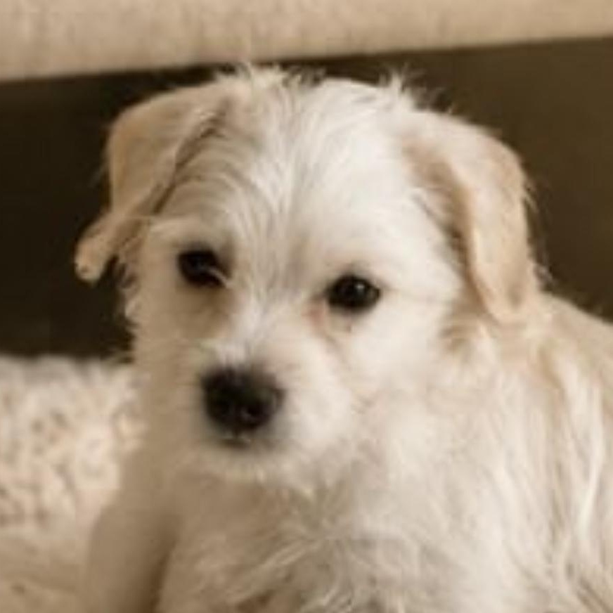 COCONUT, adopted, Puppy Male Terrier & Chihuahua.