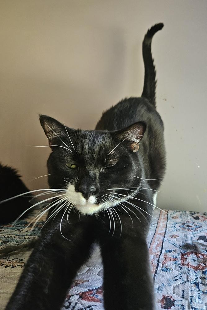 Cosmo Allis, Adoptable, Adult Male Domestic Short Hair.