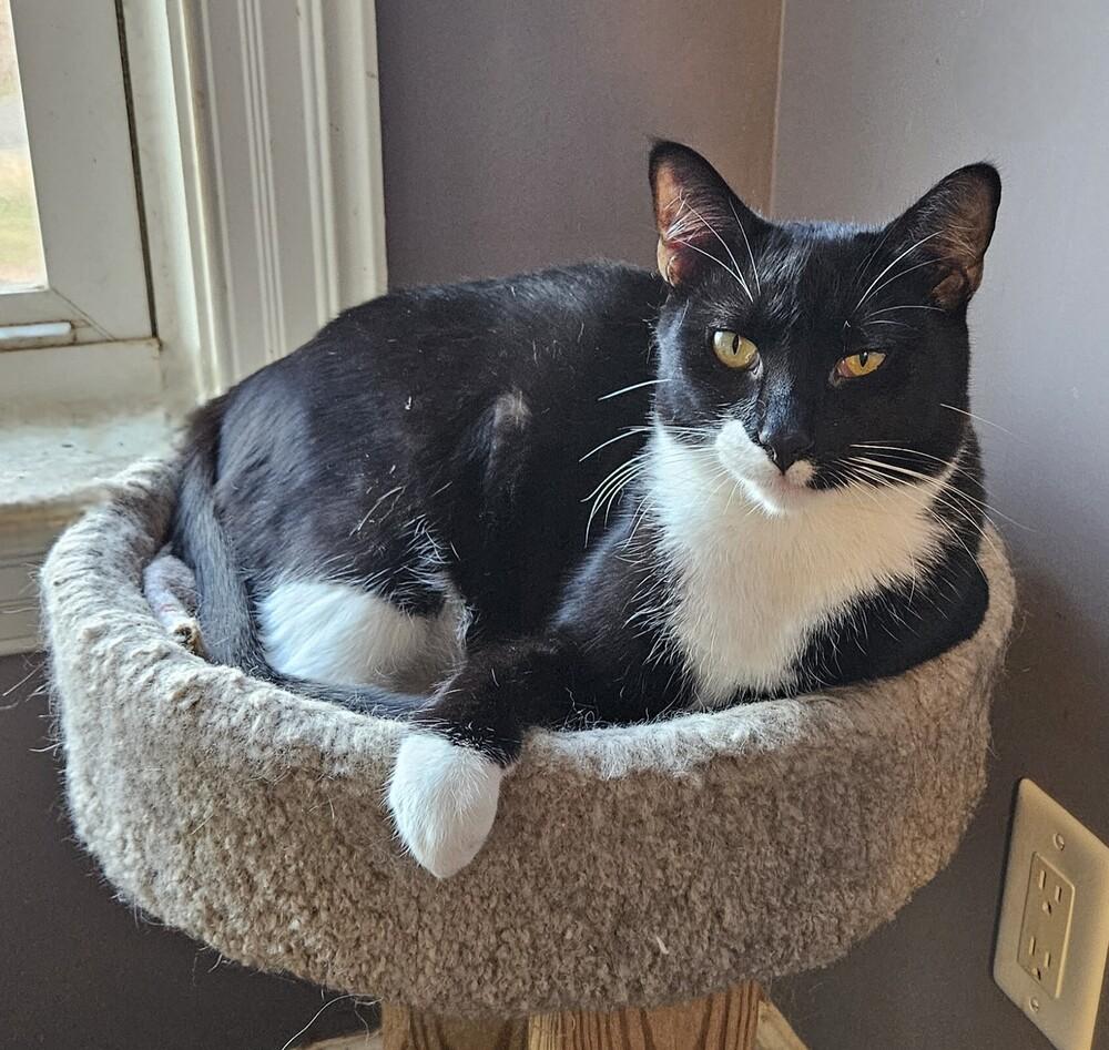 Enlarge Cosmo Allis, a Adoptable Domestic Short Hair in Greensboro, NC image 2/5