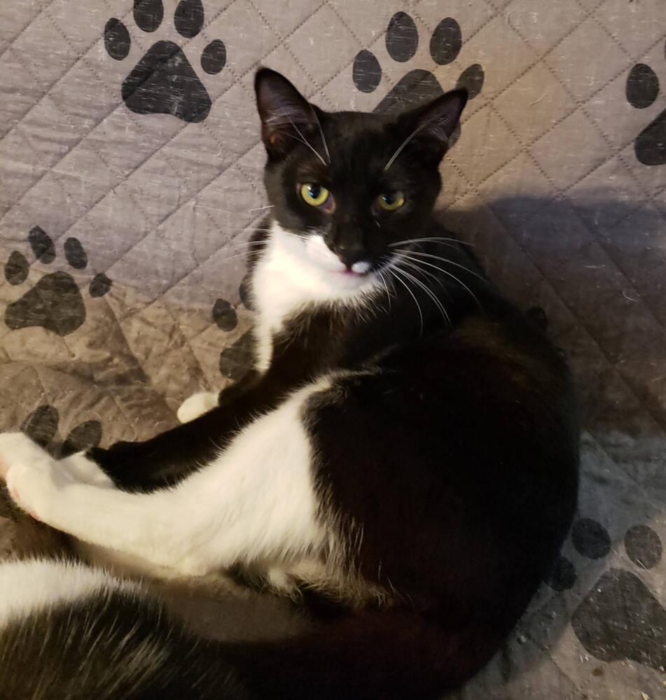 Enlarge Cosmo Allis, a Adoptable Domestic Short Hair in Greensboro, NC image 3/5