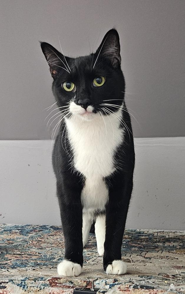 Enlarge Cosmo Allis, a Adoptable Domestic Short Hair in Greensboro, NC image 4/5