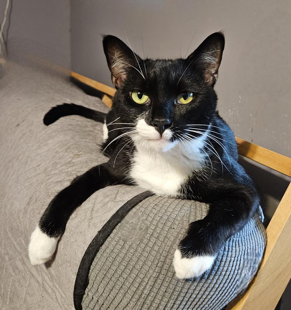 Enlarge Cosmo Allis, a Adoptable Domestic Short Hair in Greensboro, NC image 5/5
