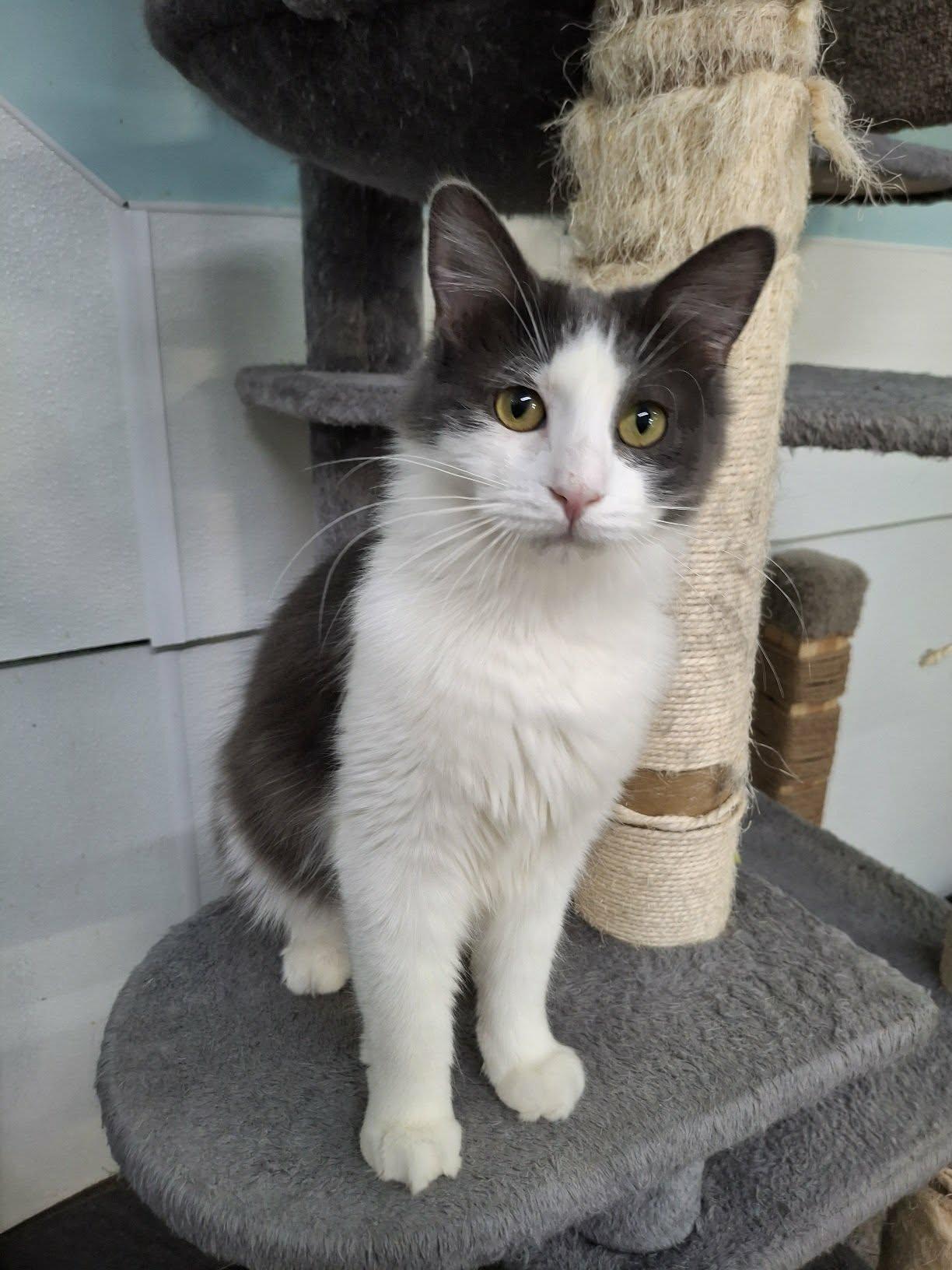 Enlarge Willow AND Casey, a Adoptable Domestic Short Hair in Gonic, NH image 1/3