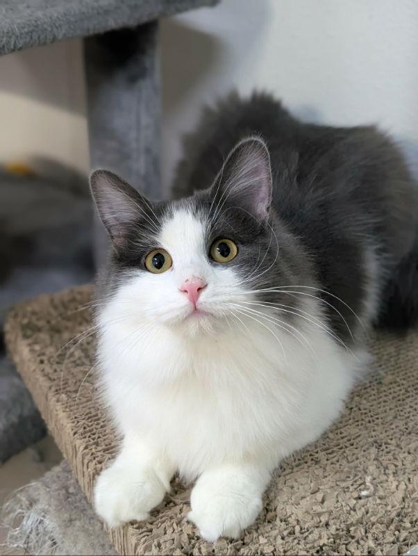 Enlarge Willow AND Casey, a Adoptable Domestic Short Hair in Gonic, NH image 2/3