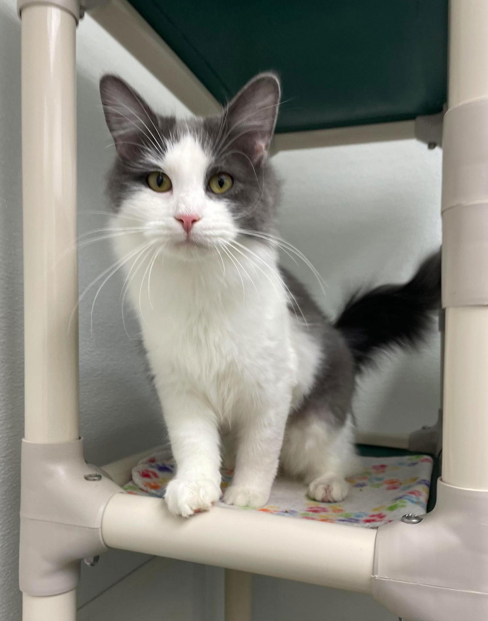 Willow AND Casey, Adoptable, Kitten Female Domestic Short Hair.