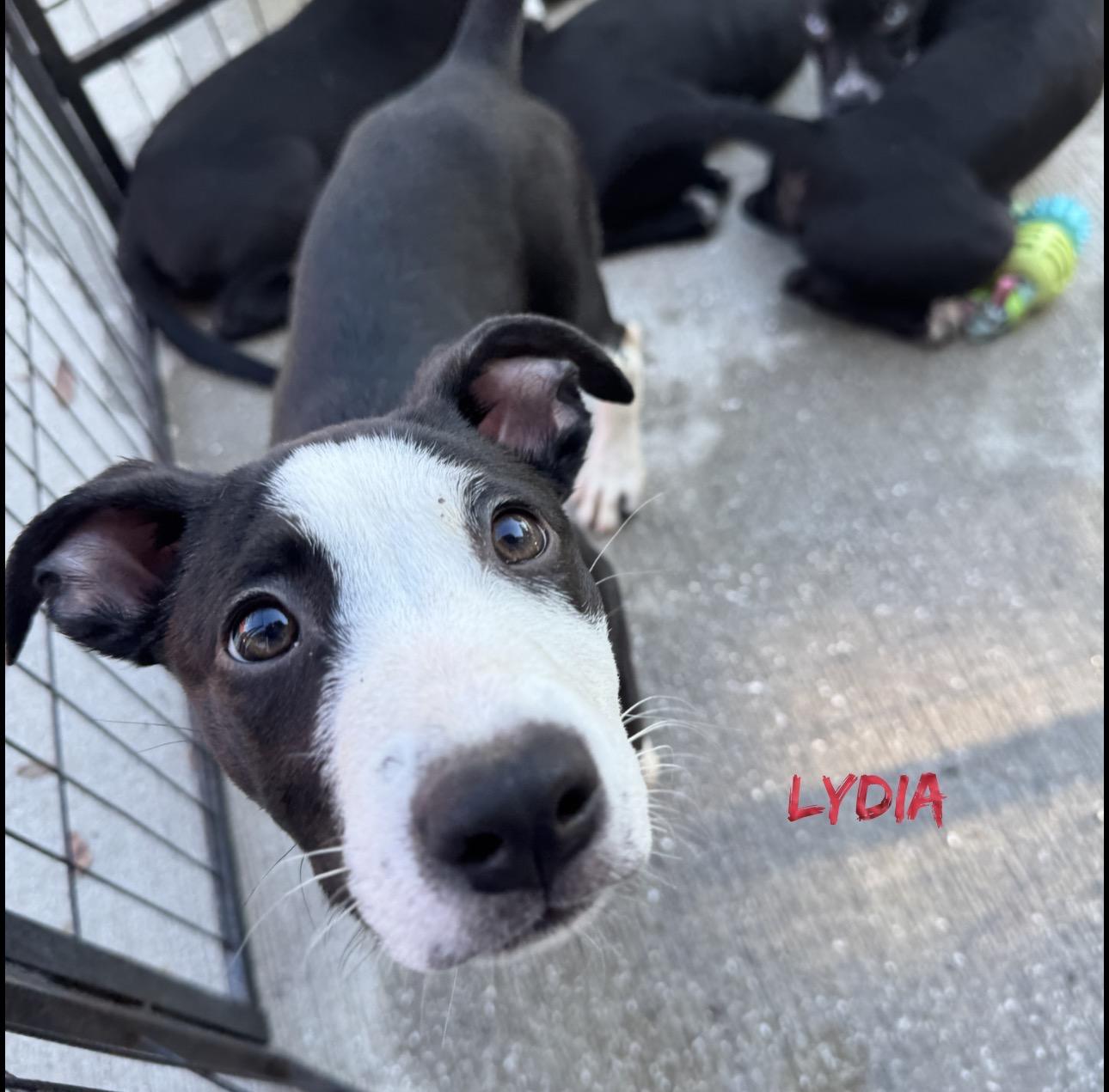 Enlarge Lydia, a Adoptable mixed breed in Stuart, FL image 1/2