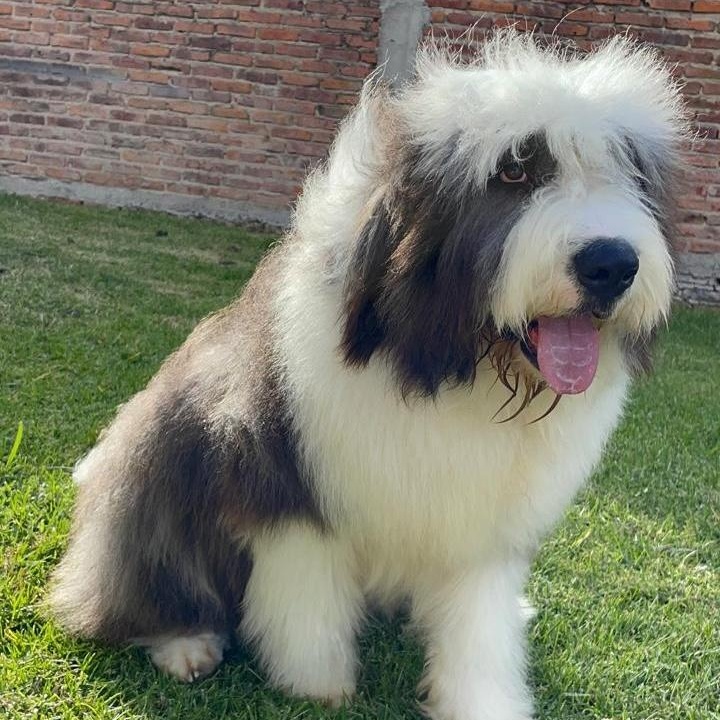 Enlarge Cooper, a ADOPTABLE mixed breed in Sherwood, OR image 2/4