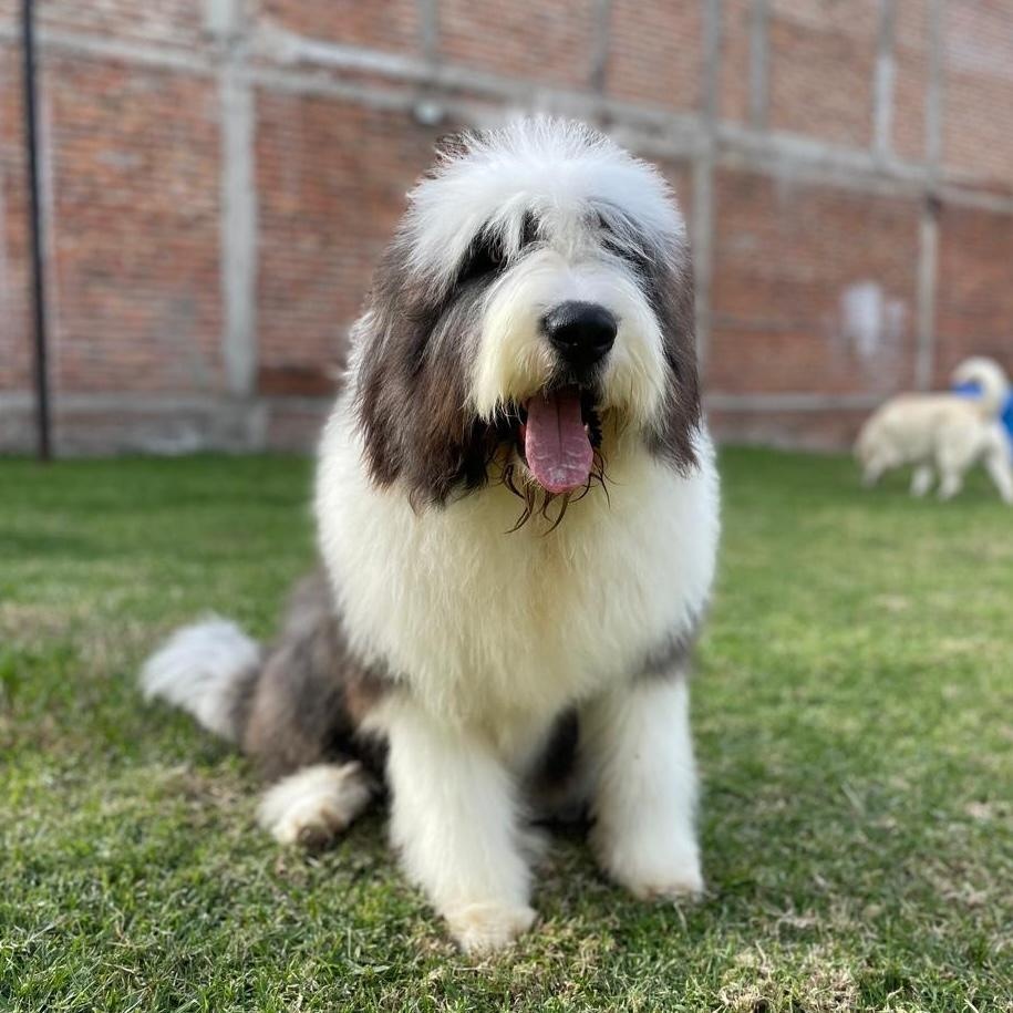 Enlarge Cooper, a ADOPTABLE mixed breed in Sherwood, OR image 3/4