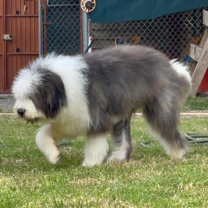 Enlarge Cooper, a ADOPTABLE mixed breed in Sherwood, OR image 4/4