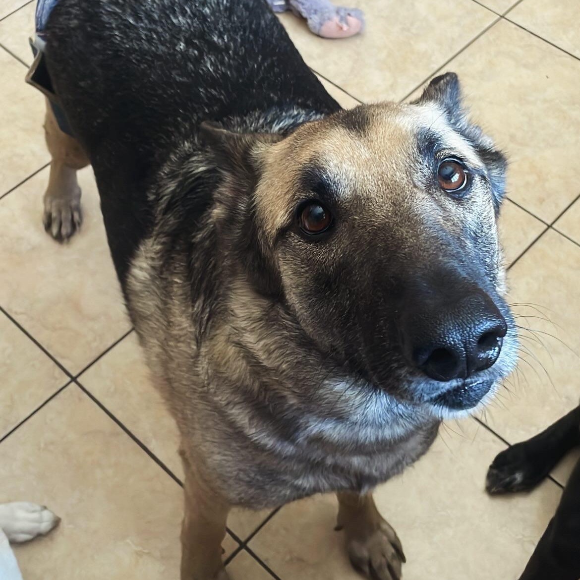 Enlarge Chief , a ADOPTABLE mixed breed in Barkhamsted, CT image 3/6