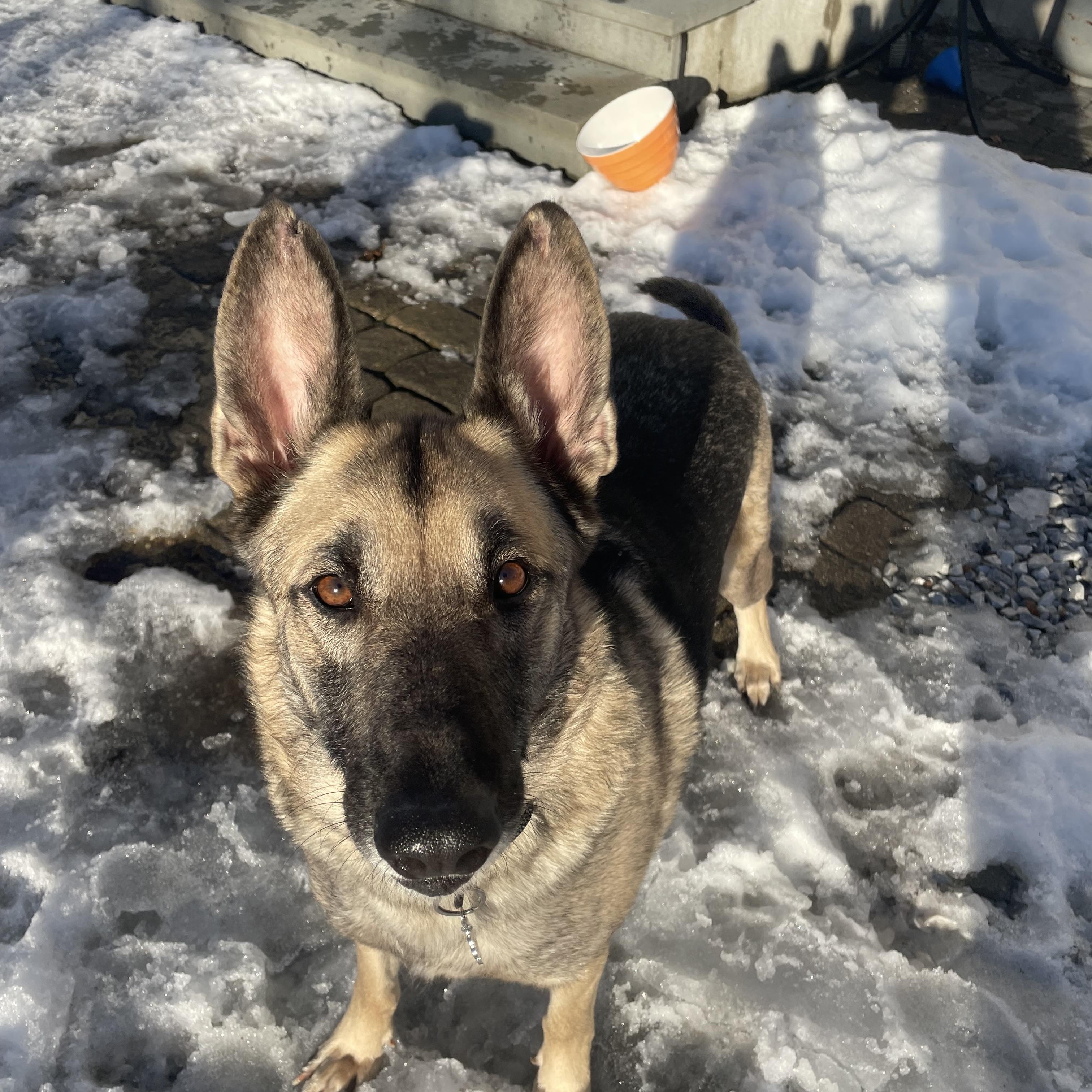 Enlarge Chief , a ADOPTABLE mixed breed in Barkhamsted, CT image 1/6