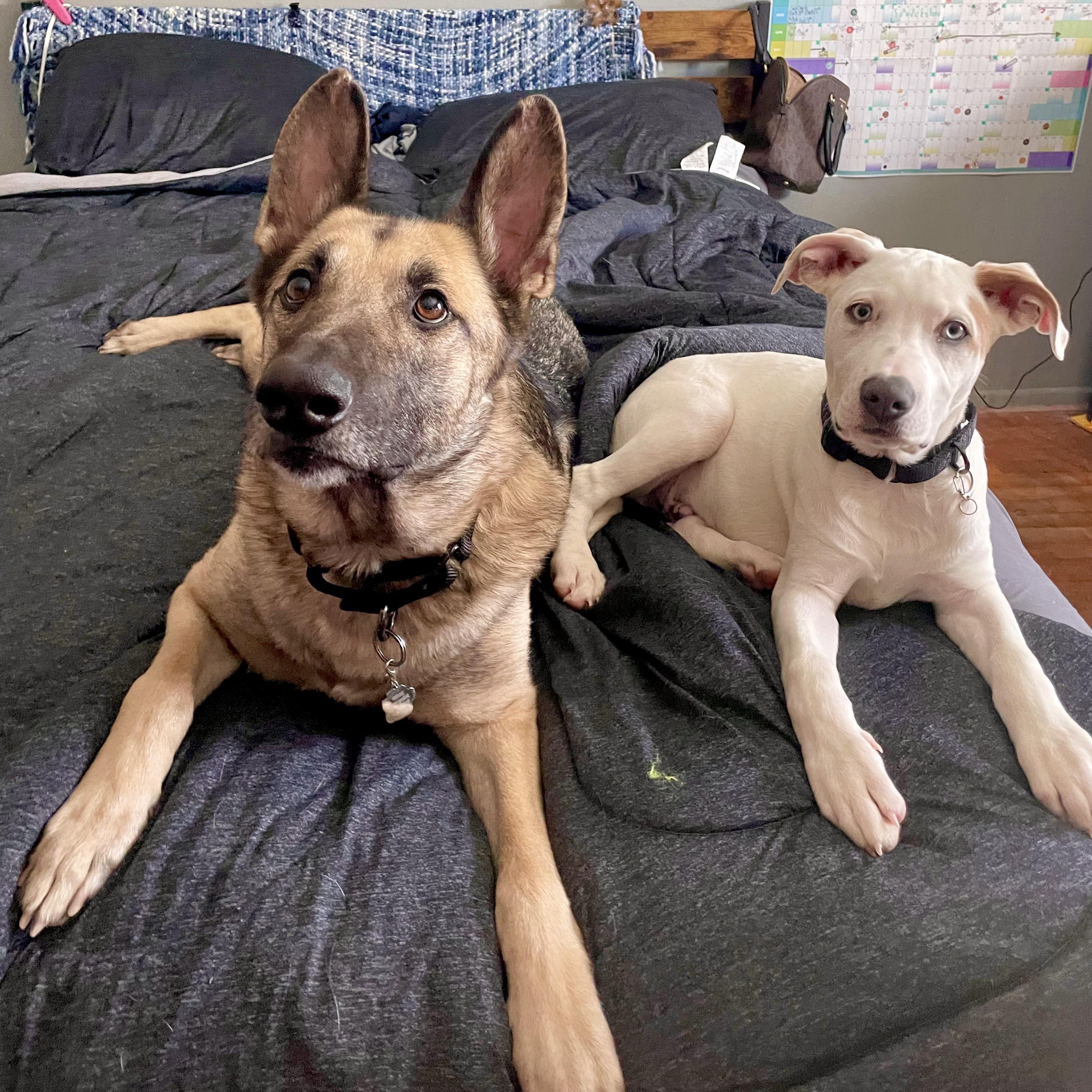 Enlarge Chief , a ADOPTABLE mixed breed in Barkhamsted, CT image 4/6