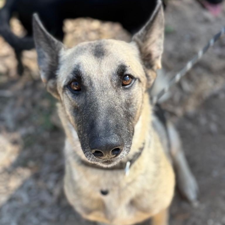 Chief , ADOPTABLE, Young Male German Shepherd Dog.