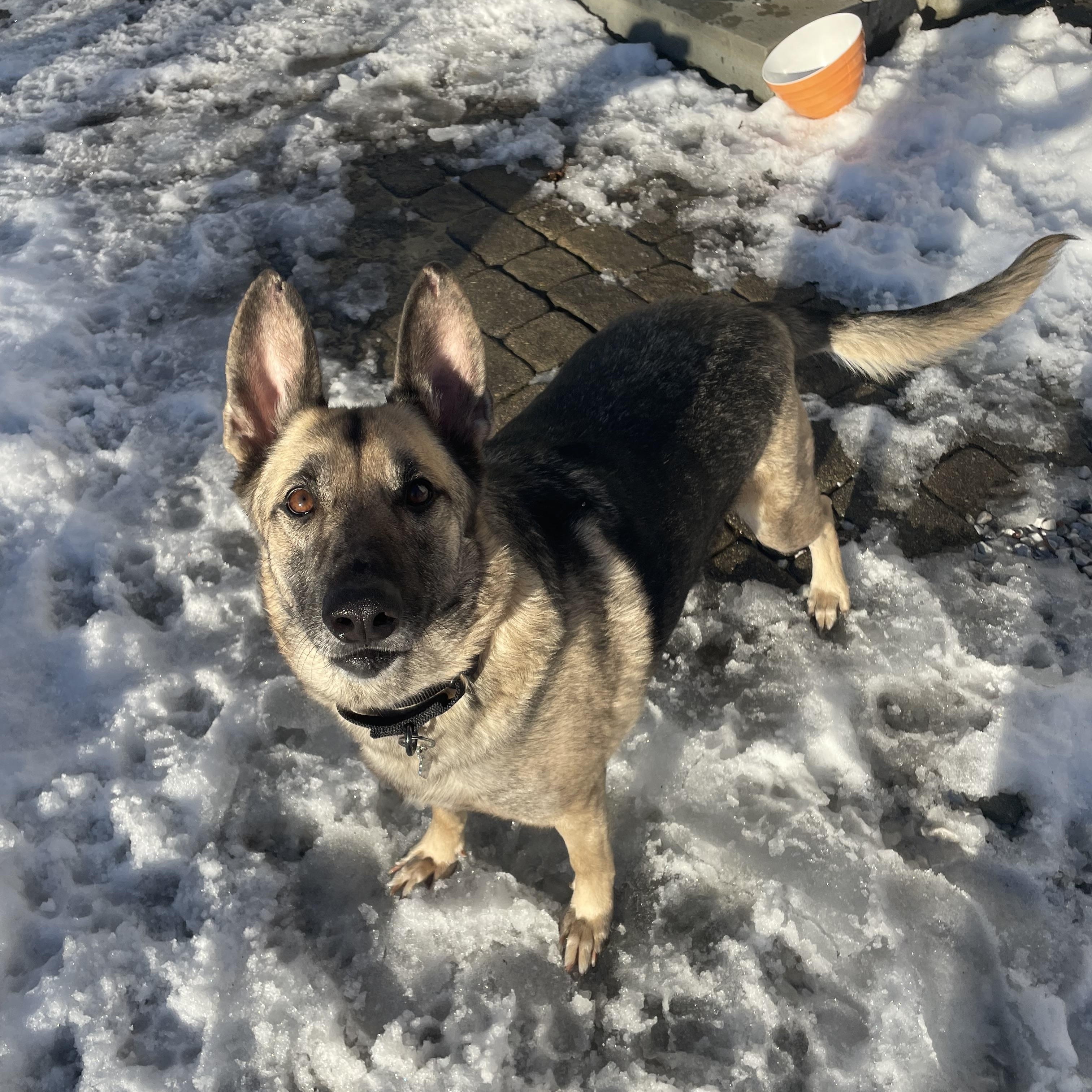 Enlarge Chief , a ADOPTABLE mixed breed in Barkhamsted, CT image 2/6