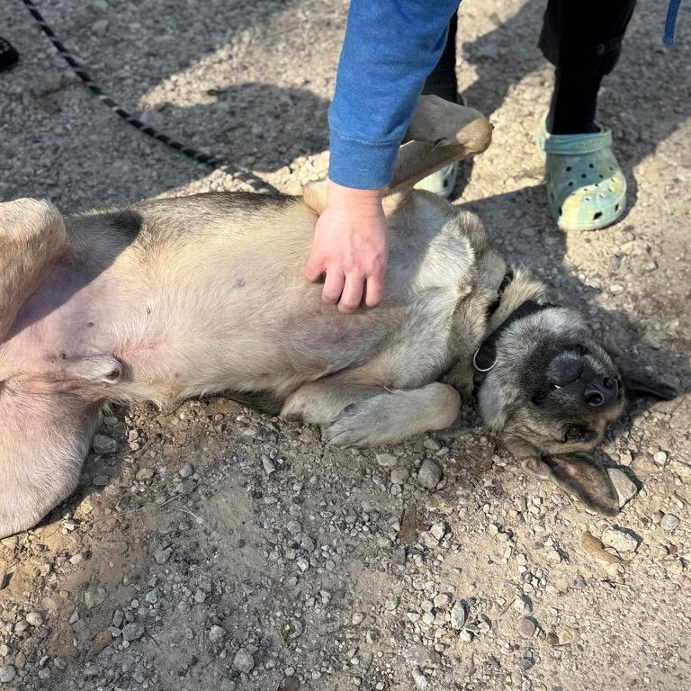 Enlarge Chief , a ADOPTABLE mixed breed in Barkhamsted, CT image 3/3