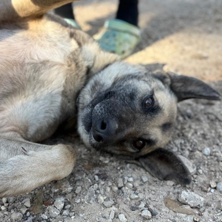 Enlarge Chief , a ADOPTABLE mixed breed in Barkhamsted, CT image 2/3