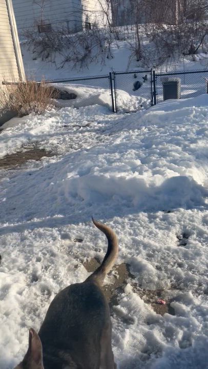 Enlarge Chief , a ADOPTABLE mixed breed in Barkhamsted, CT video 6/6