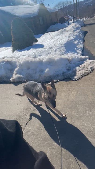 Enlarge Chief , a ADOPTABLE mixed breed in Barkhamsted, CT video 5/6