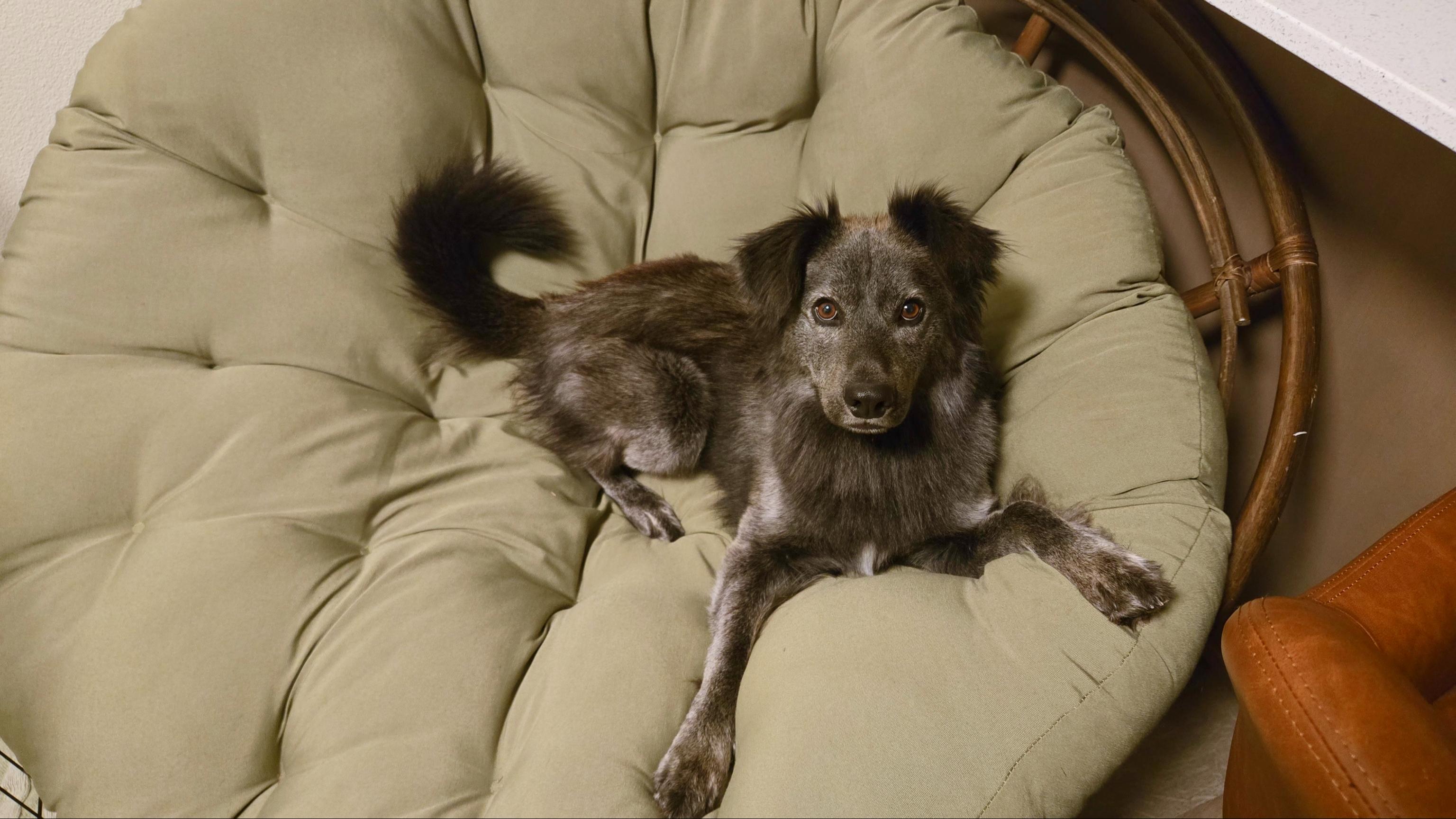 Courtesy listing- Jimmy, a Adoptable mixed breed in Bend, OR image 2/6