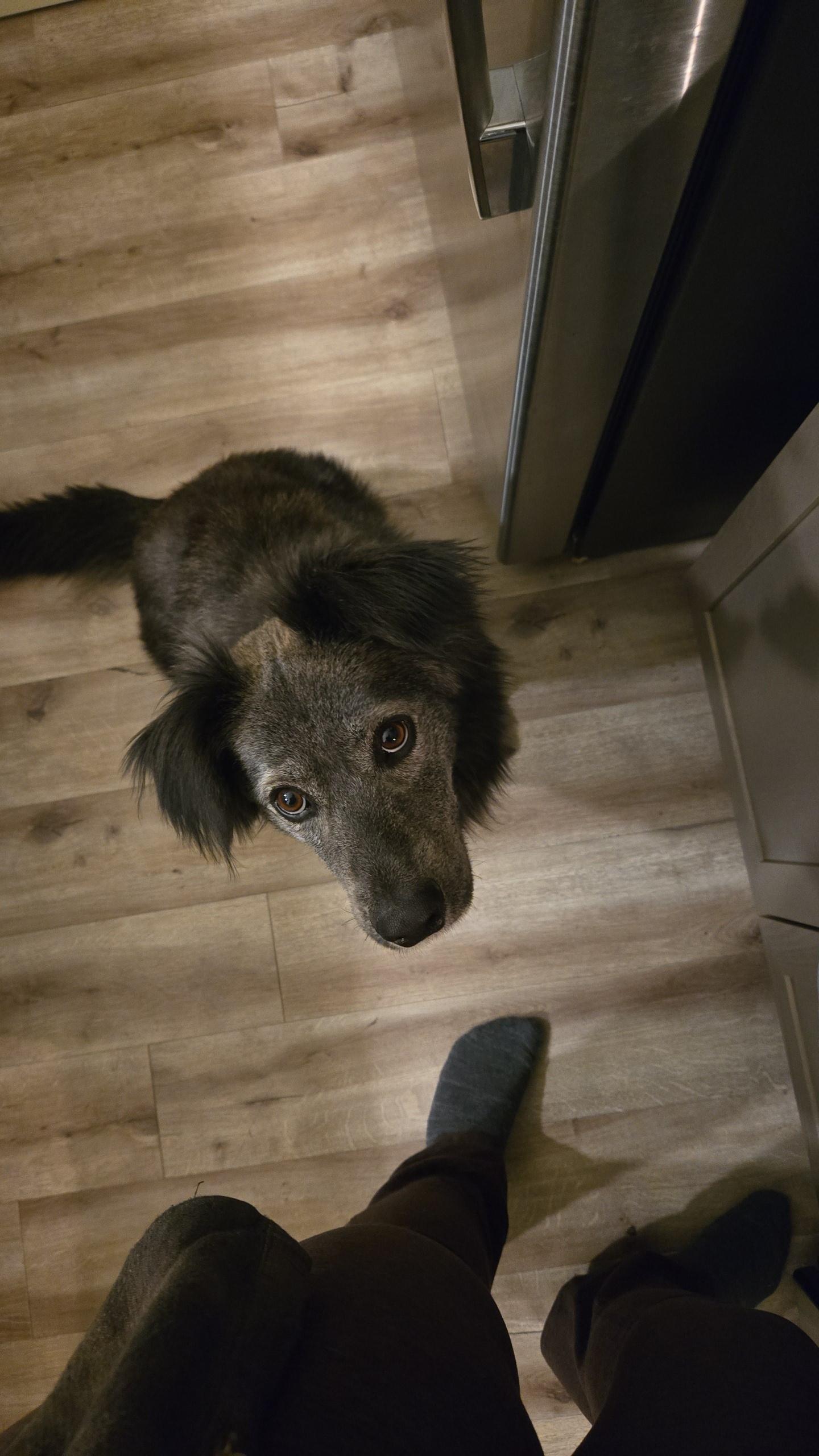 Courtesy listing- Jimmy, a Adoptable mixed breed in Bend, OR image 3/6