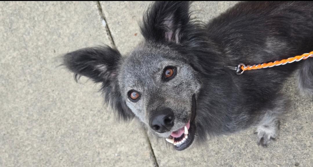 Courtesy listing- Jimmy, a Adoptable mixed breed in Bend, OR image 1/6