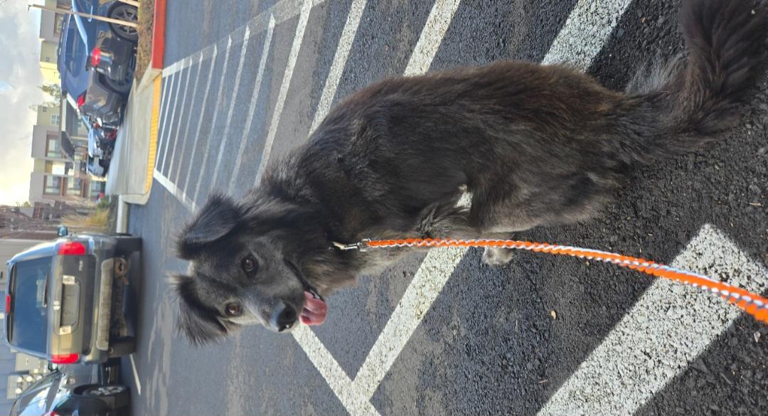 Courtesy listing- Jimmy, a Adoptable mixed breed in Bend, OR image 5/6