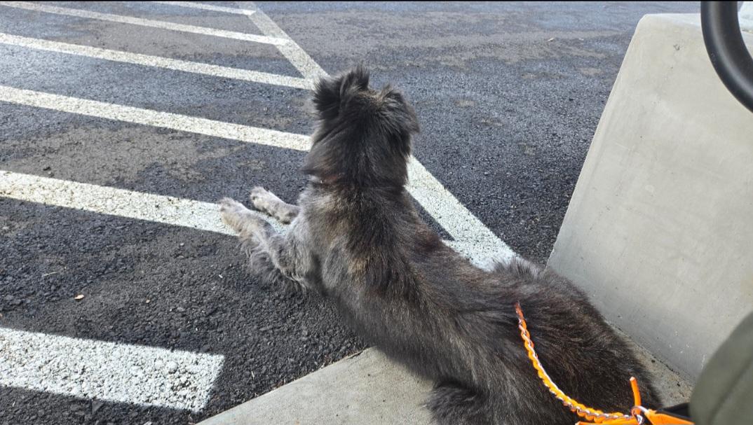 Courtesy listing- Jimmy, a Adoptable mixed breed in Bend, OR image 6/6