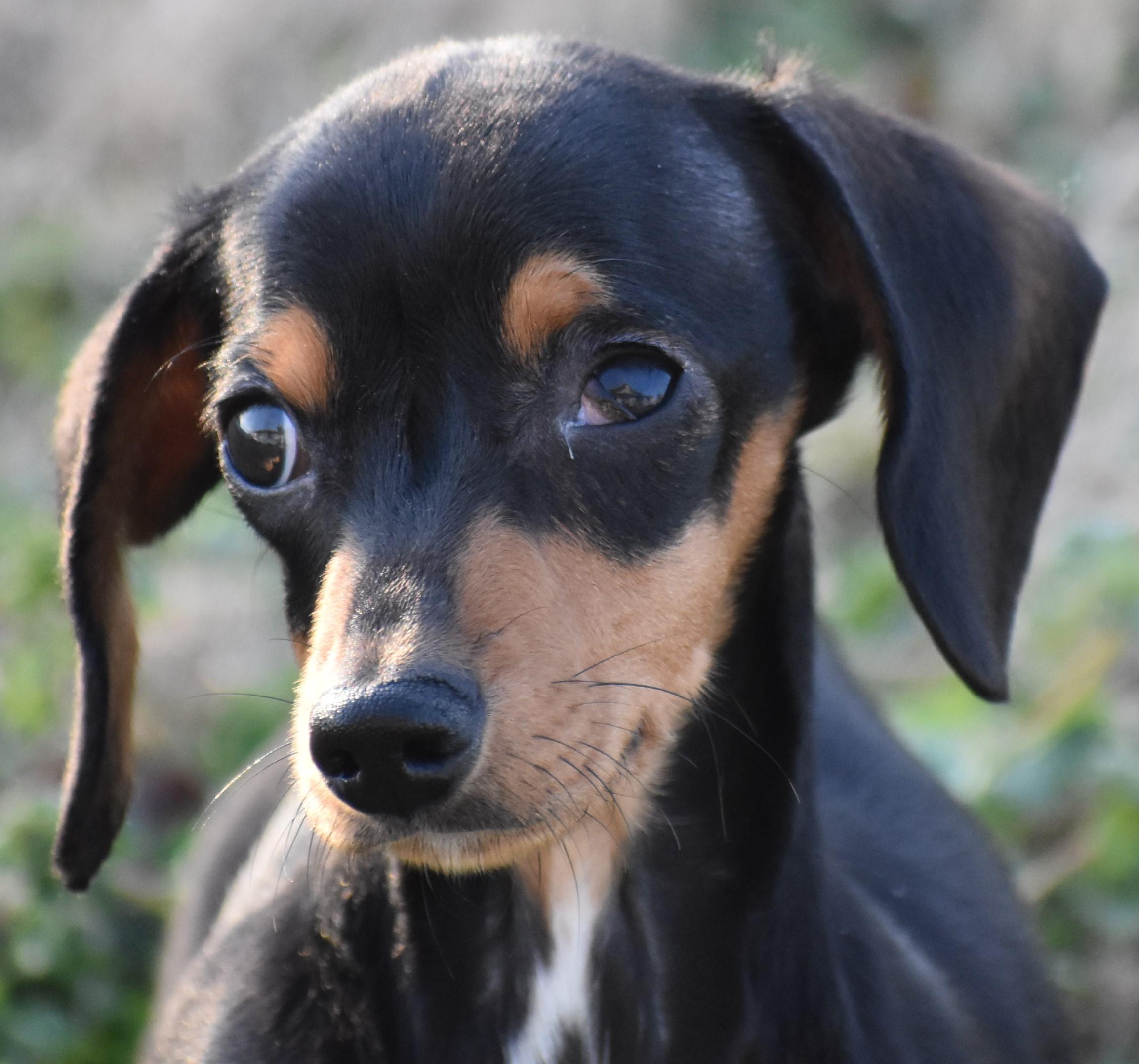 Britta in TN, ADOPTABLE, Young Female Dachshund.