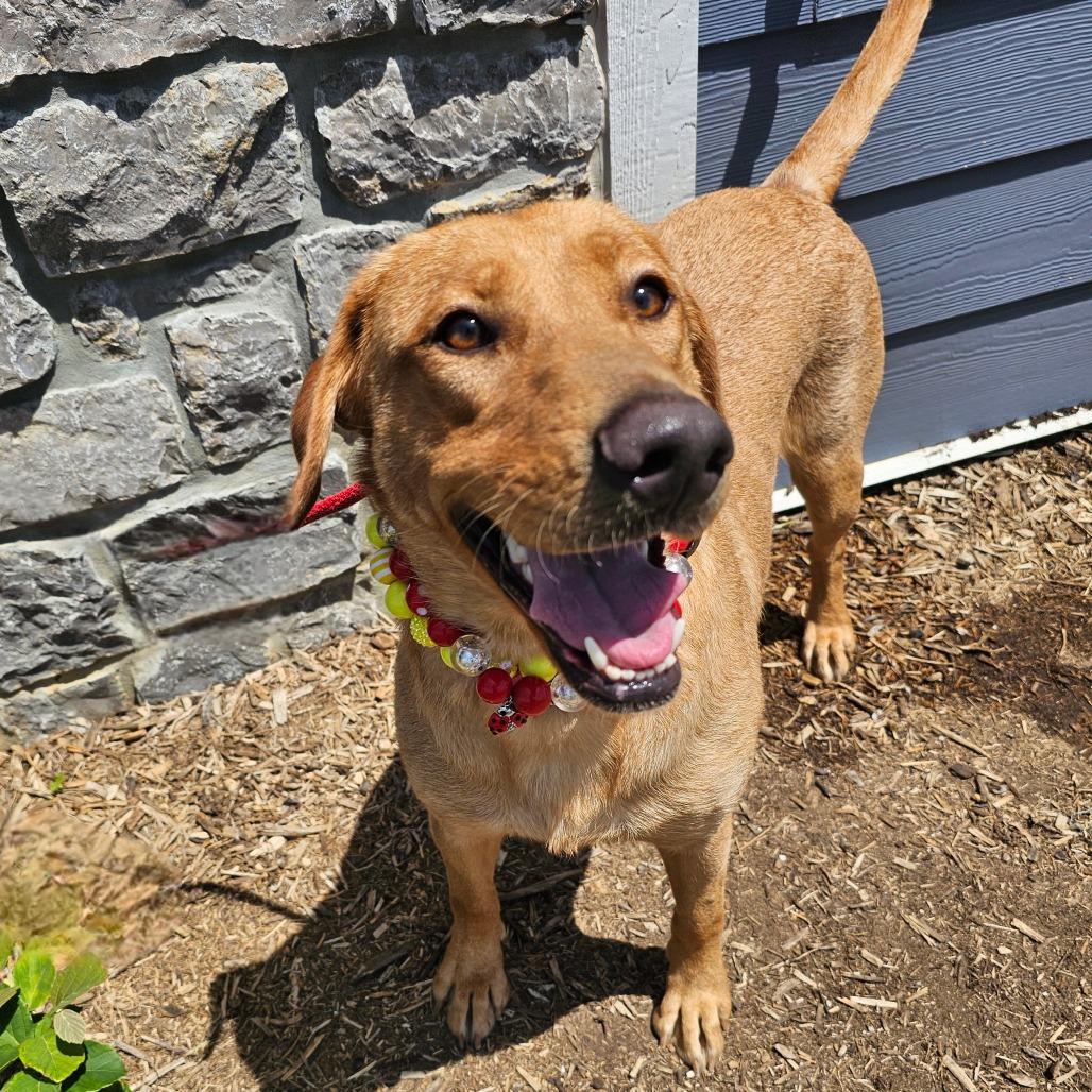 Ginger, a Adoptable mixed breed in Madisonville, TN image 1/5
