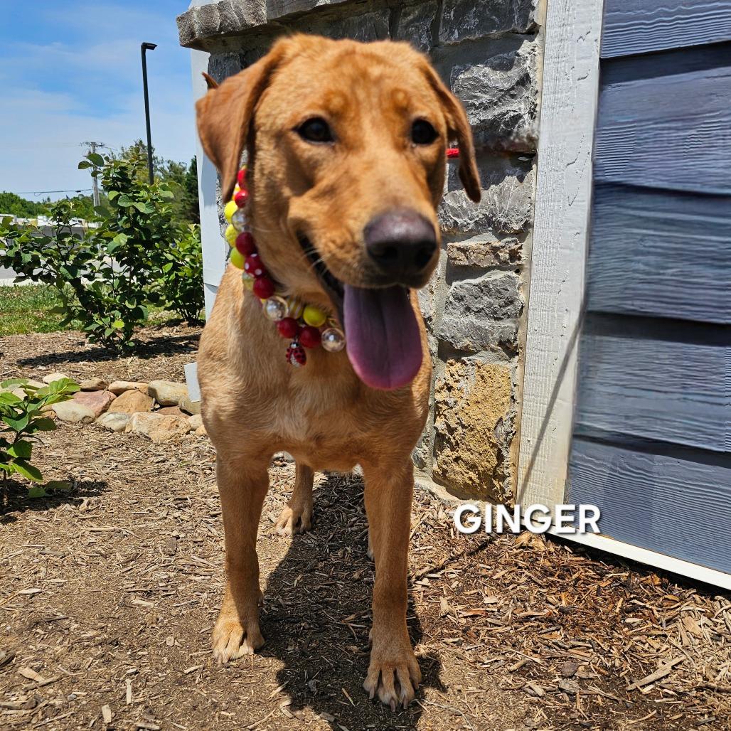 Ginger, a Adoptable mixed breed in Madisonville, TN image 2/5