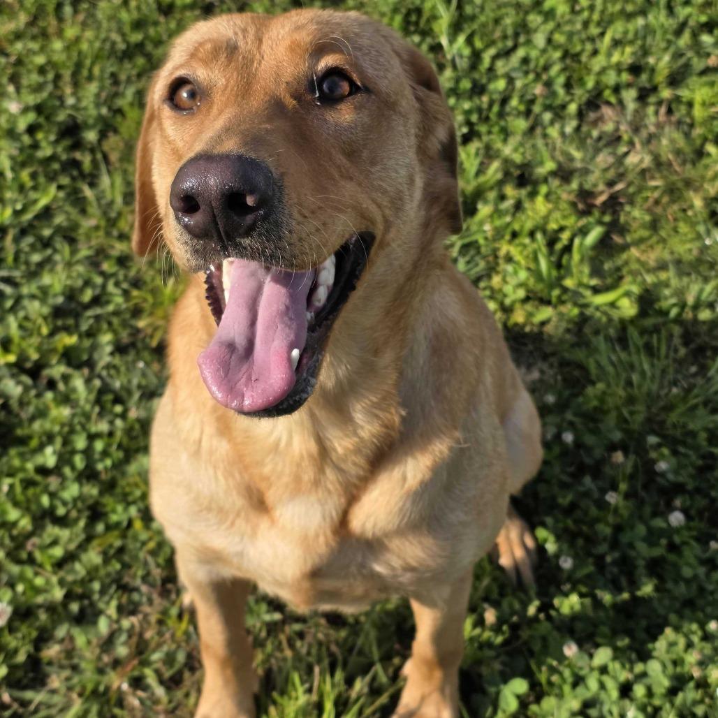 Ginger, a Adoptable mixed breed in Madisonville, TN image 3/5