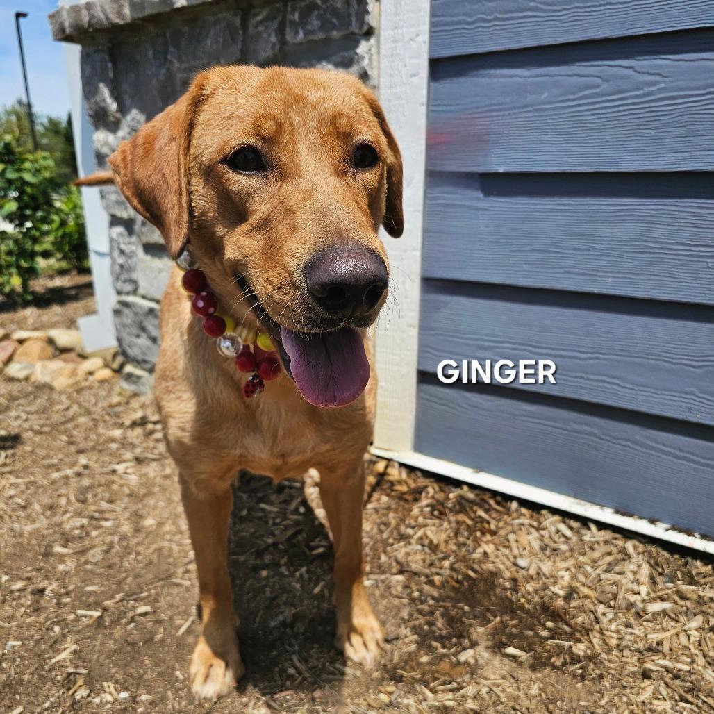 Ginger, a Adoptable mixed breed in Madisonville, TN image 4/5
