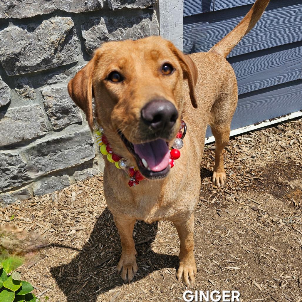 Ginger, a Adoptable mixed breed in Madisonville, TN image 5/5