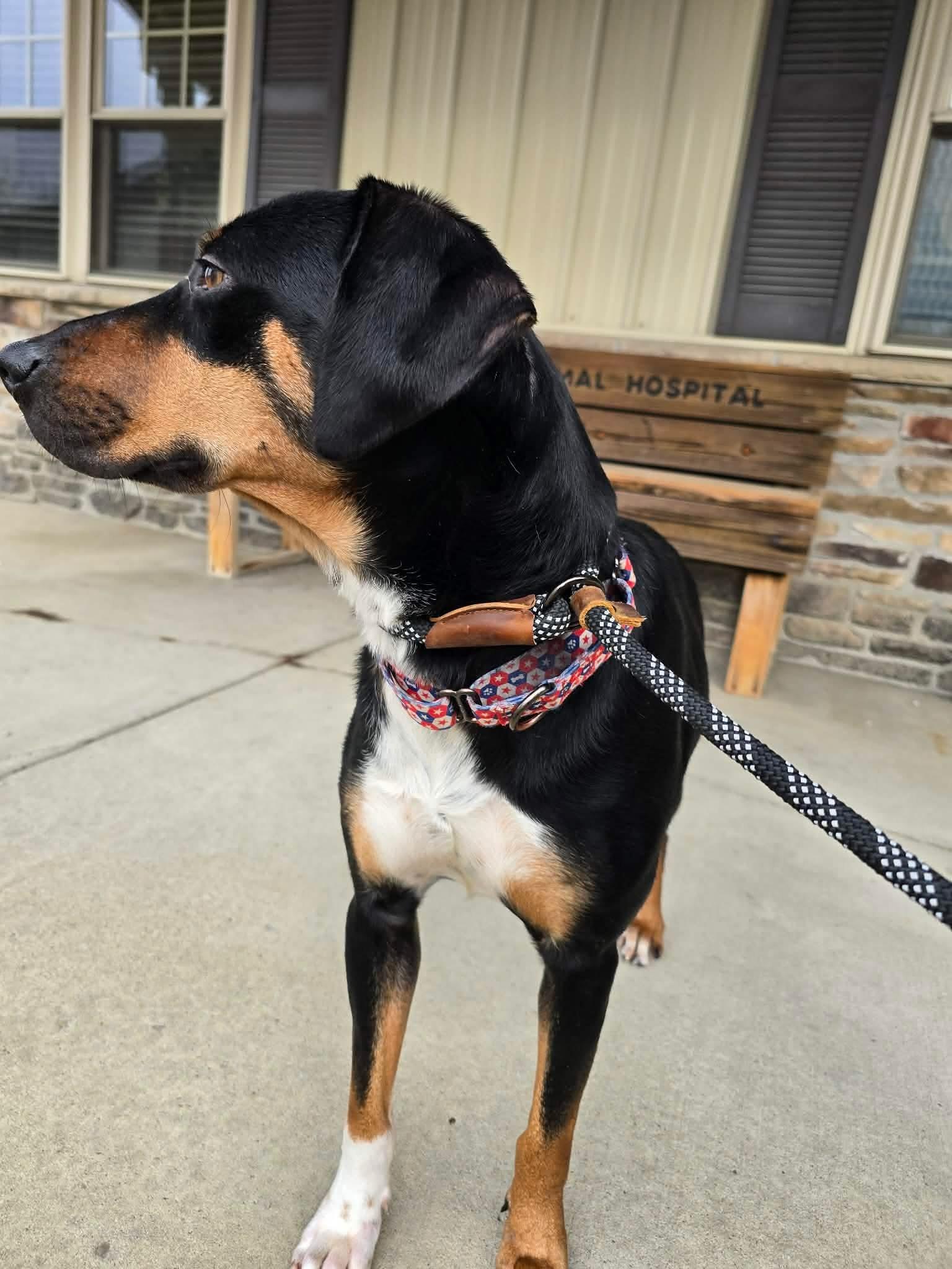 Enlarge Glinda, a ADOPTABLE mixed breed in St. Clairsville, OH image 3/4