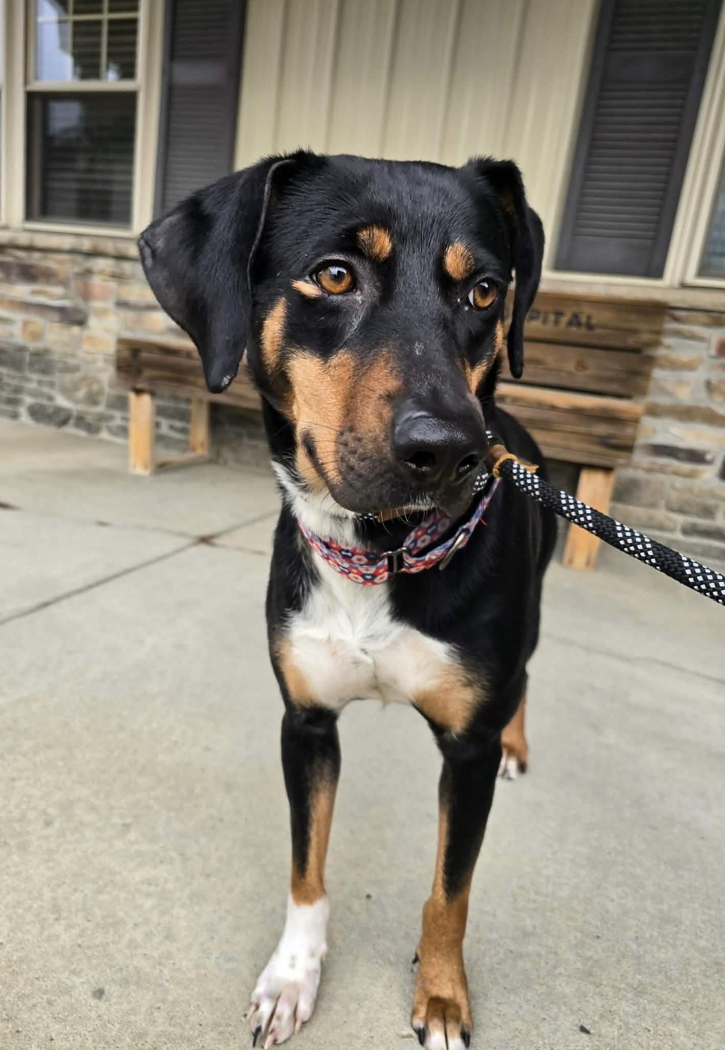 Glinda, ADOPTABLE, Young Female Hound.