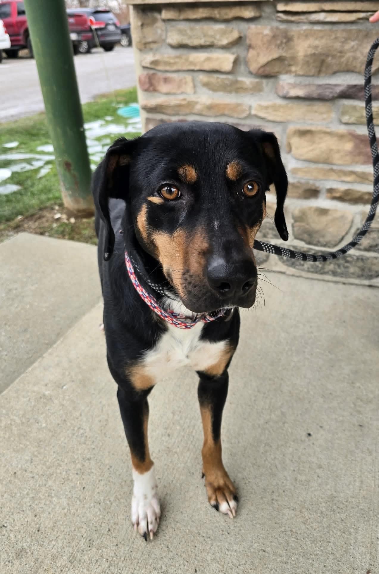 Enlarge Glinda, a ADOPTABLE mixed breed in St. Clairsville, OH image 2/4