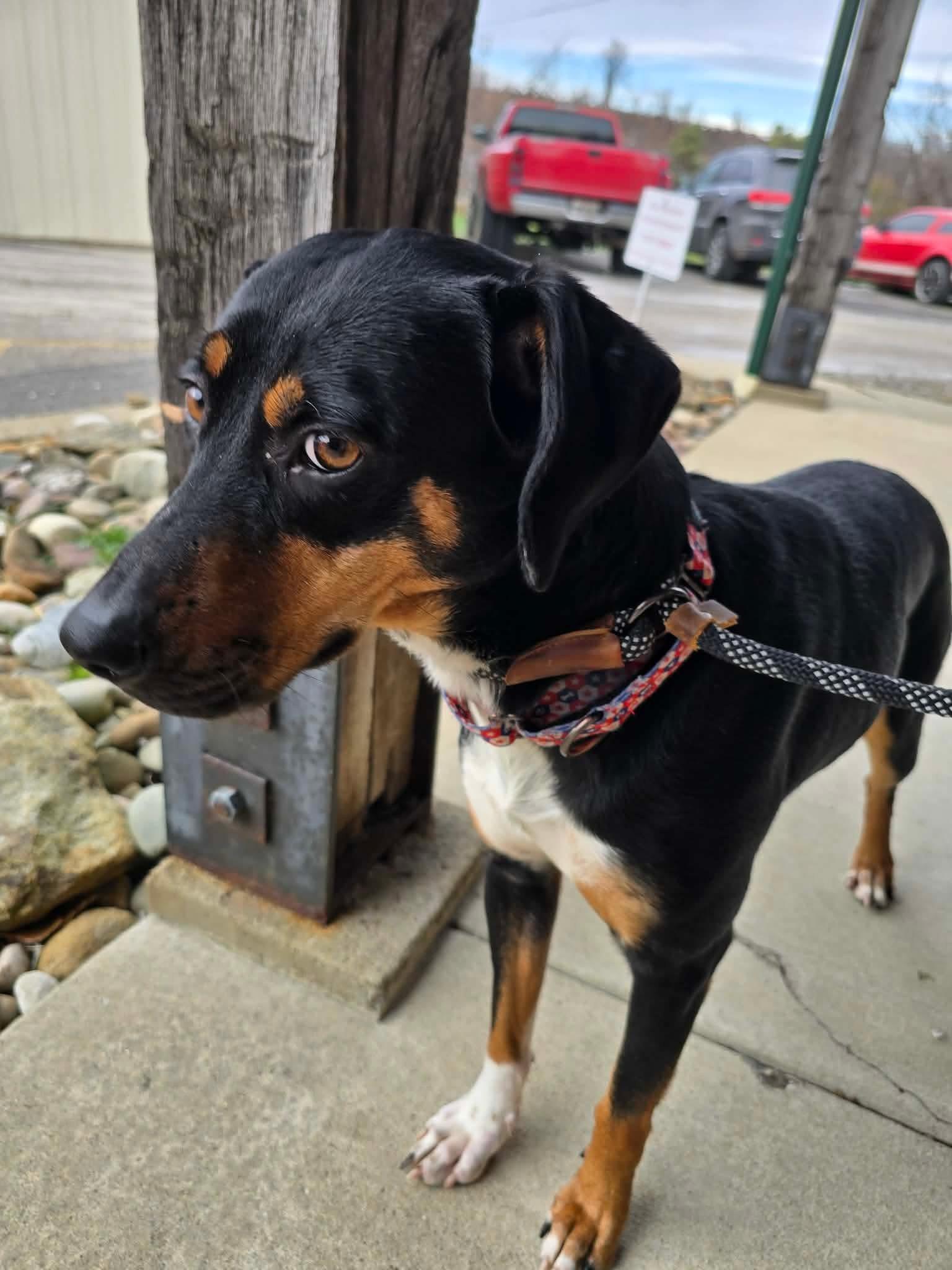 Enlarge Glinda, a ADOPTABLE mixed breed in St. Clairsville, OH image 4/4