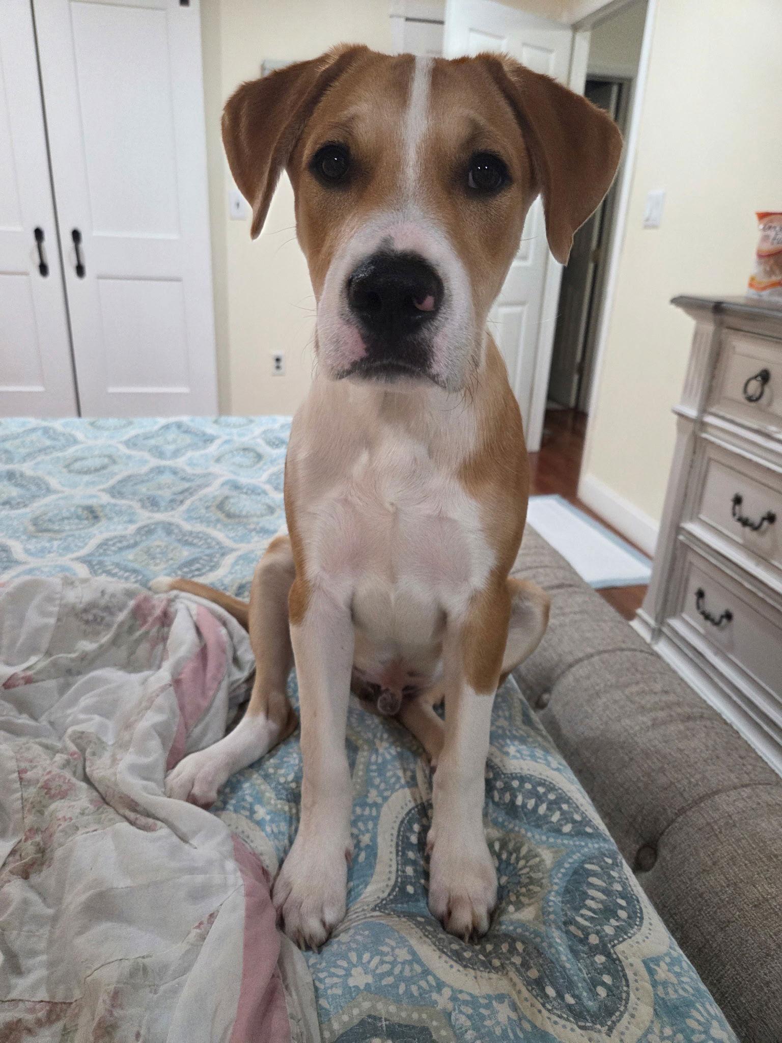 Jori, Adoptable, Young Male Mixed Breed.