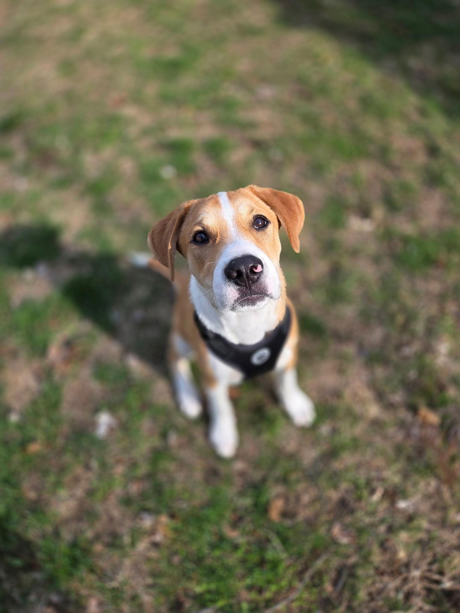 Enlarge Jori, a Adoptable Mixed Breed in Morganville, NJ image 2/3