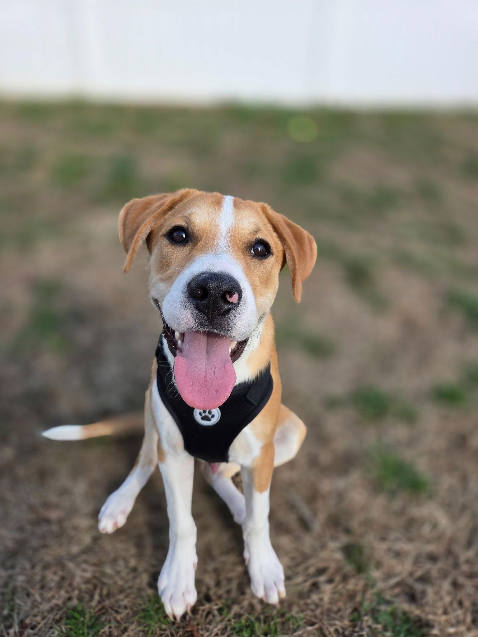 Enlarge Jori, a Adoptable Mixed Breed in Morganville, NJ image 3/3